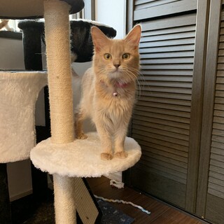 トライアルが決定致しました