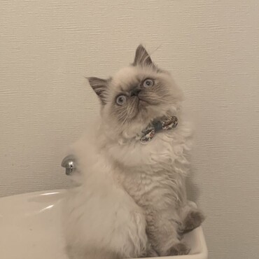 の写真