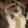 の写真