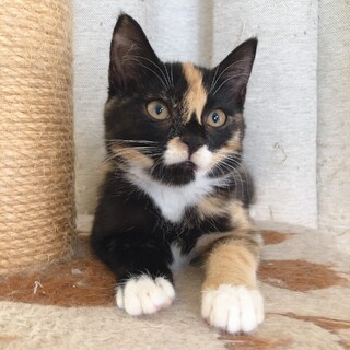 芸術的なサビ猫スジコちゃん♪