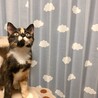 芸術的なサビ猫スジコちゃん♪ サムネイル3