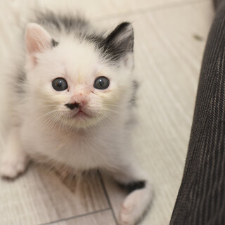 小さくて個性いっぱいのチュウ君