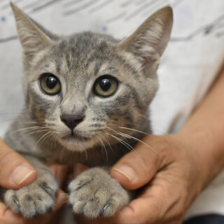 グレートラのスティーブン