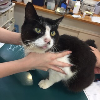 ☆外猫生活から家猫に！ボスくん♂☆