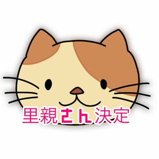 3歳スコティッシュフォールド女の子