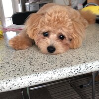 小原千賀子