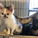生後約2カ月子猫二匹の里親様募集
