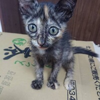チャイ