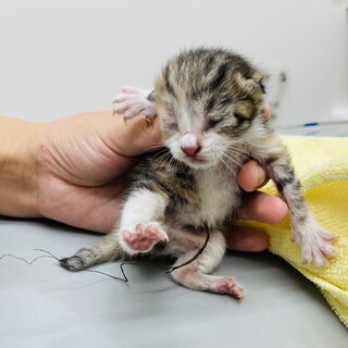 産まれてホヤホヤの鍵しっぽ子猫ちゃん