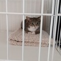 保護猫を迎えよう‼️No.62ちゃん！
