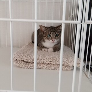 保護猫を迎えよう‼️No.62ちゃん！