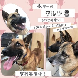 「生体販売をやめたペットショップポッター→譲渡決定！」サムネイル1