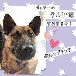 「生体販売をやめたペットショップポッター→譲渡決定！」サムネイル3