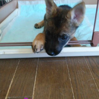 四国犬系☆甘えん坊の雨衣の(うい)ちゃん 