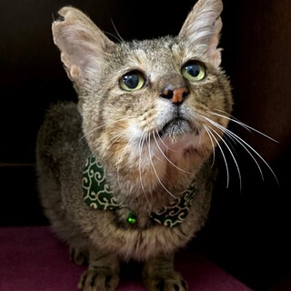 耳にリアス式海岸を持つ男、小松のおやびん（甘々）