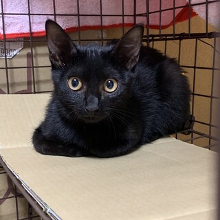 お見合い決定！黒ちびツインズのメス猫ちゃん