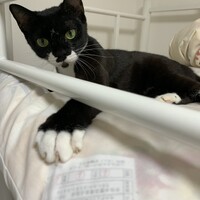 マオ