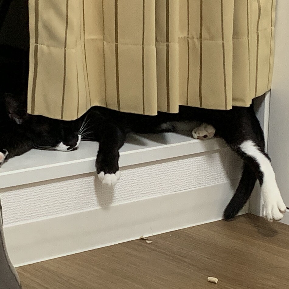 マオのカバー写真