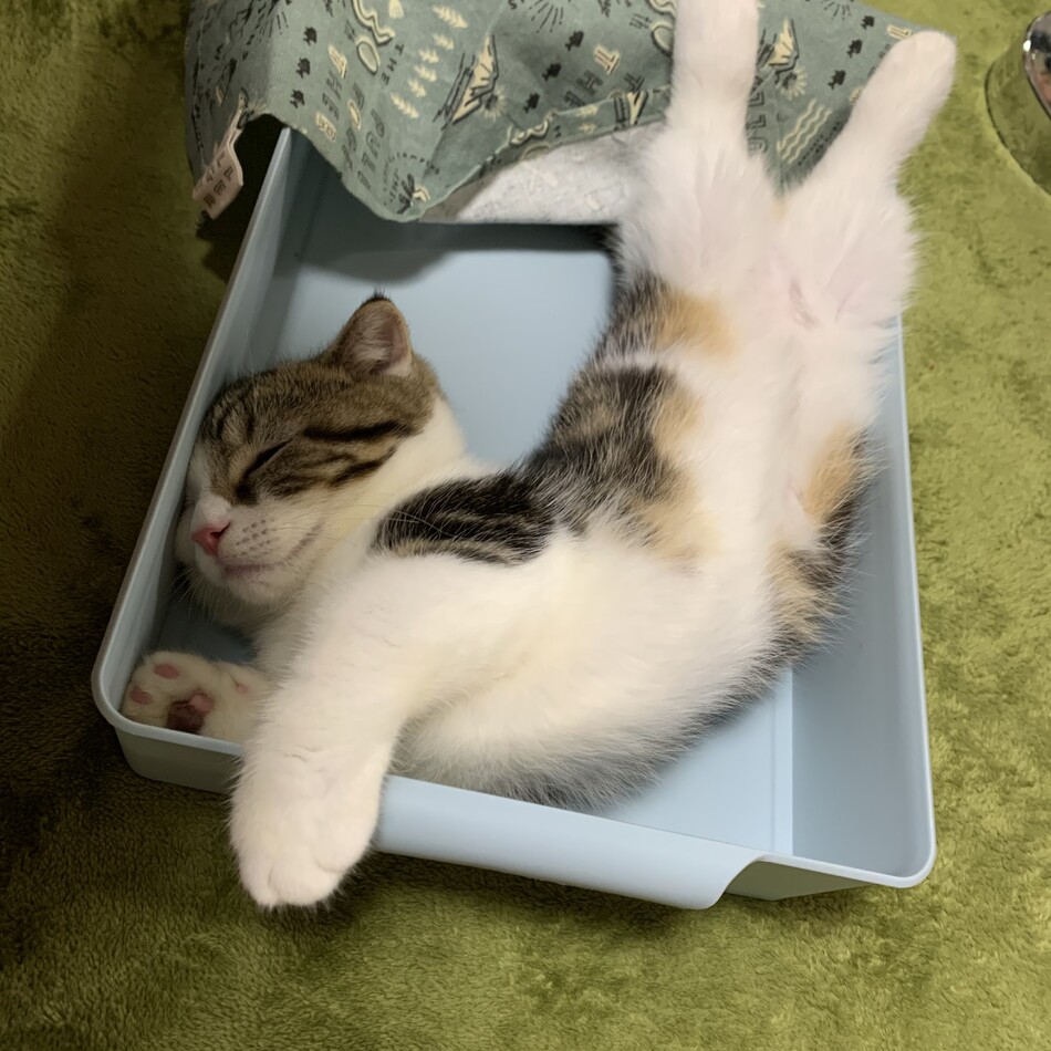 もものカバー写真