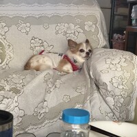 けいた
