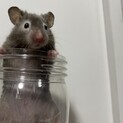 里親さま決定しました。