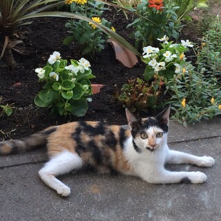 やんちゃな三毛の子猫です