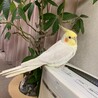 りえはる