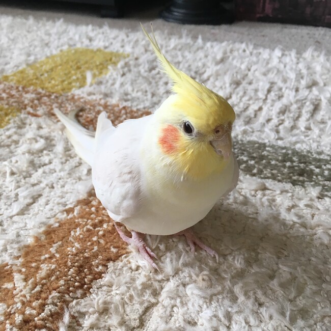 りえはるのカバー写真
