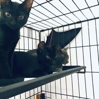 5月生まれ人懐っこい黒2匹♀♂とグレー♂の子猫