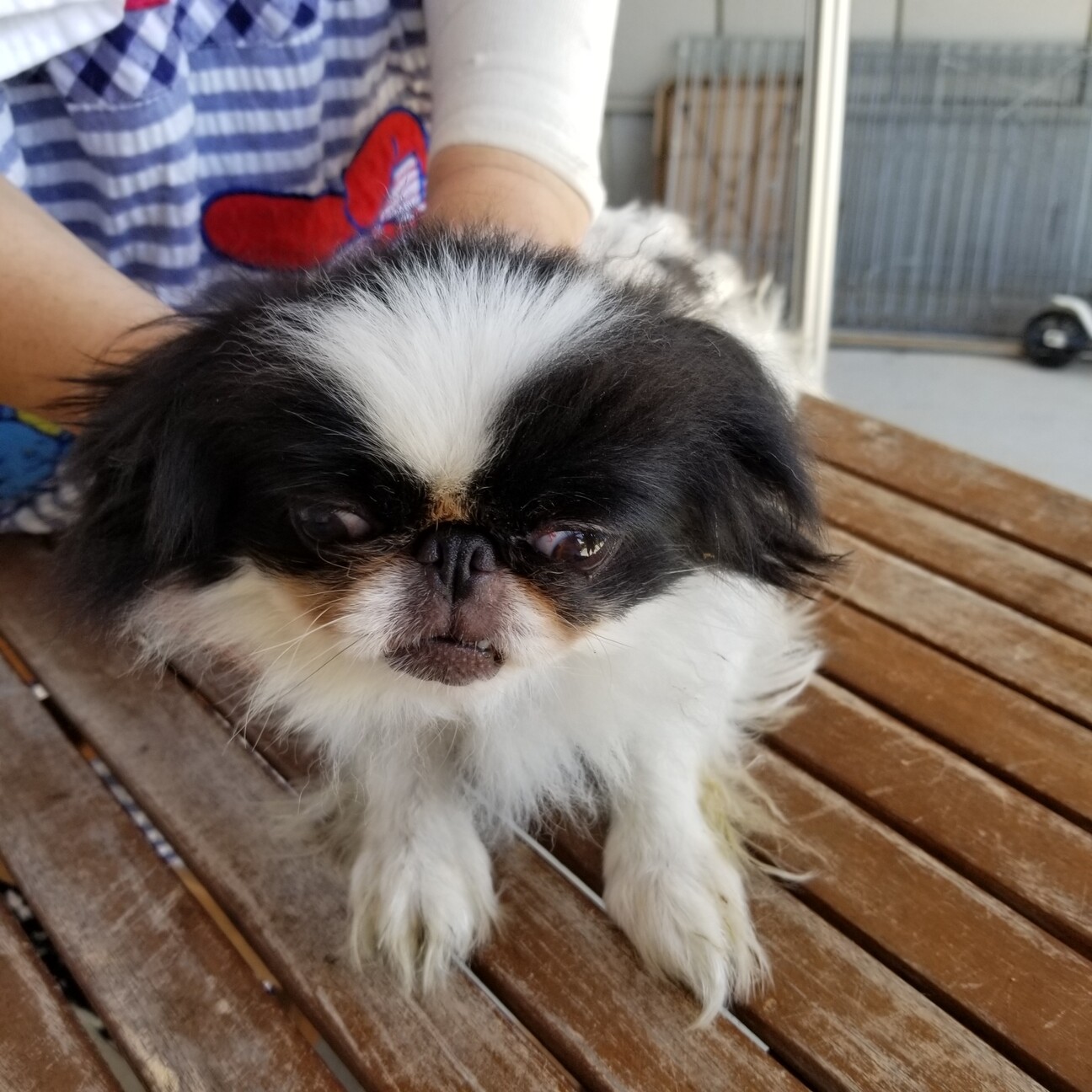 チン 女の子 A 247 兵庫県 犬の里親募集 3304 ペットのおうち 月間利用者150万人