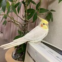 元気なオカメインコルチノーオス