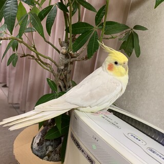 元気なオカメインコルチノーオス