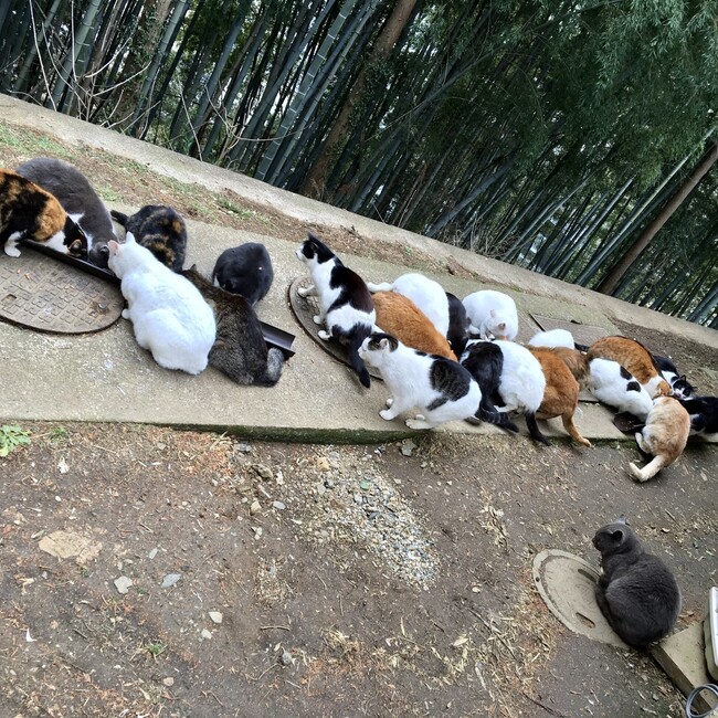 NPOあにまるこねくとのカバー写真
