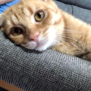スコティッシュフォールドの男の子✩.