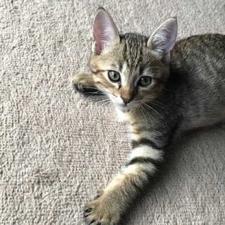 兄妹のそらと一緒に里子に行きます。