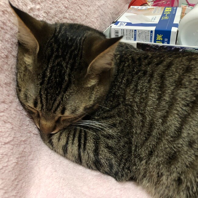 まみたむのカバー写真