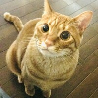 ひなた