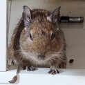 可愛い仲良しデグー二匹