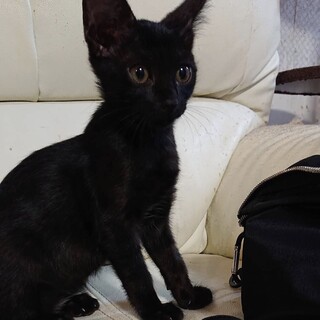 人懐っこい女の子♫ピンクちゃん３ヶ月