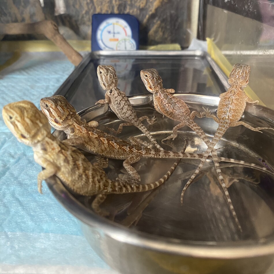 テンテンのカバー写真