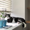 シッポ