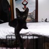 5月生まれ人懐っこい黒2匹♀♂とグレー♂の子猫 サムネイル7