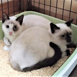 人馴れがんばる洋猫Mix