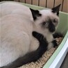 人馴れがんばる洋猫Mix サムネイル2