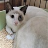 人馴れがんばる洋猫Mix サムネイル3