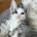 生後2ヶ月の子猫