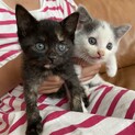 生後約４週間の子猫ちゃん里親さん募集！
