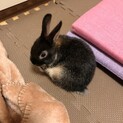 ネザーランドドワーフの男の子