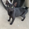 【募集中止】若い黒猫　懐っこい女の子です！