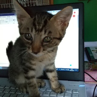 かぎ尻尾のキジトラ♂里親募集